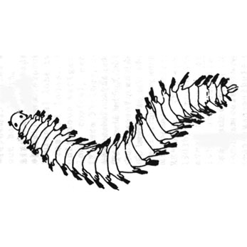 Семейство Lacydoniidae фото