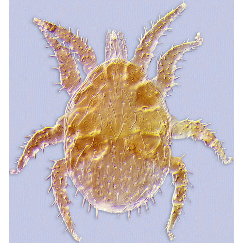 Семейство Laelapidae фото