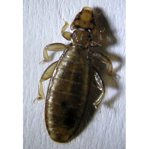 Семейство Laemobothriidae фото