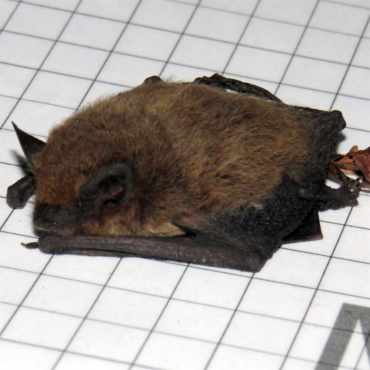 Капский кожанок (Laephotis capensis) Фото №4