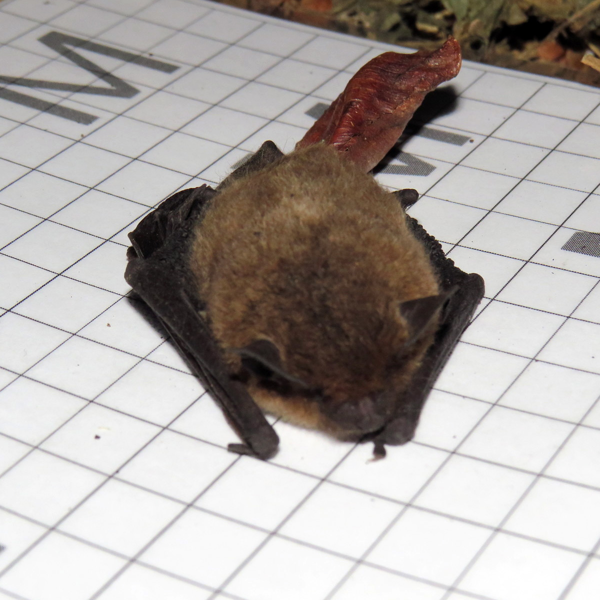 Капский кожанок (Laephotis capensis) Фото №5