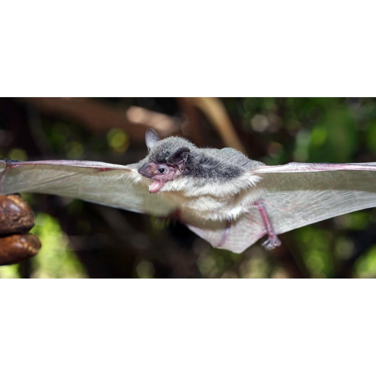 East African Serotine (Laephotis kirinyaga) Фото №2