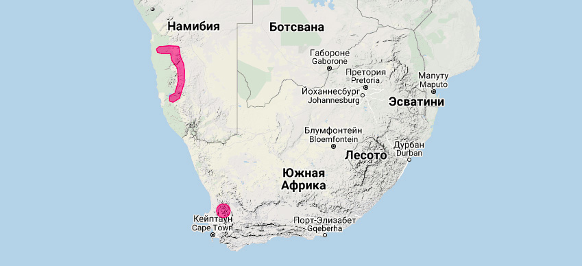 Намибийский кожан (Laephotis namibensis) Ареал обитания на карте