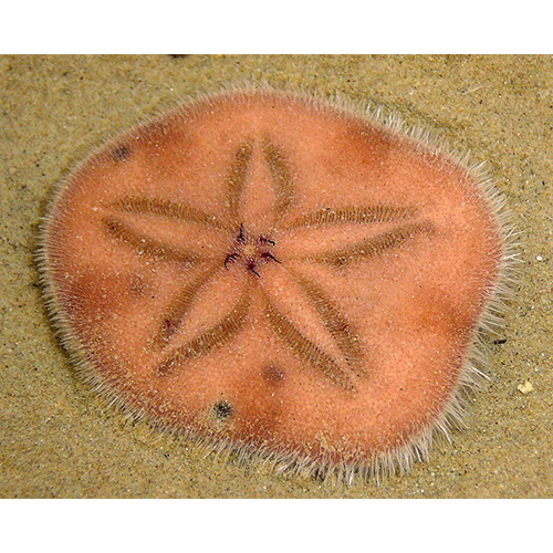 Семейство Laganidae  фото