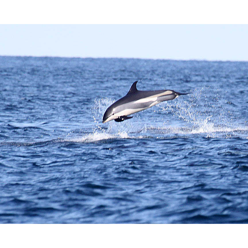 Атлантический белобокий дельфин (Lagenorhynchus acutus) Фото №4