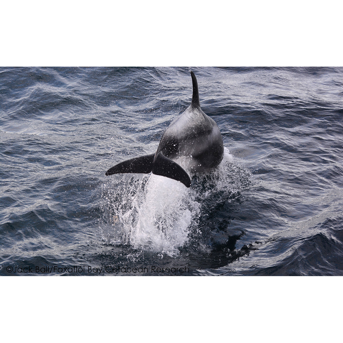 Беломордый дельфин (Lagenorhynchus albirostris) Фото №9