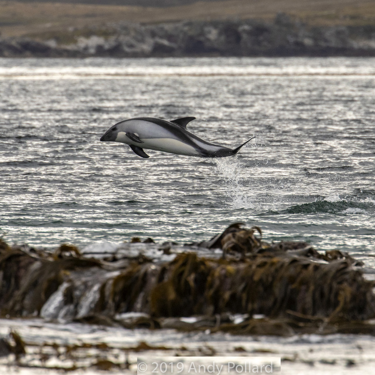 Южный белобокий дельфин (Lagenorhynchus australis) Фото №2