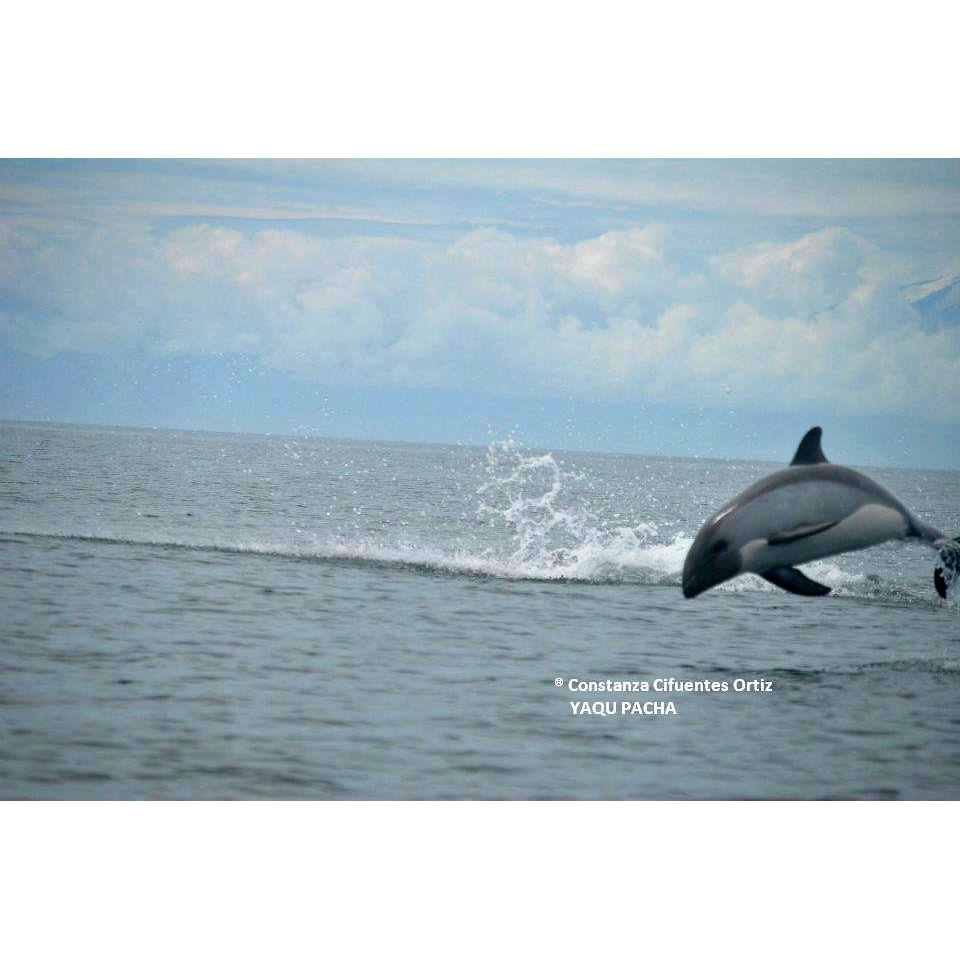 Южный белобокий дельфин (Lagenorhynchus australis) Фото №9