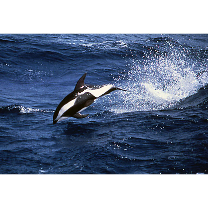 Крестовидный дельфин (Lagenorhynchus cruciger) Фото №4