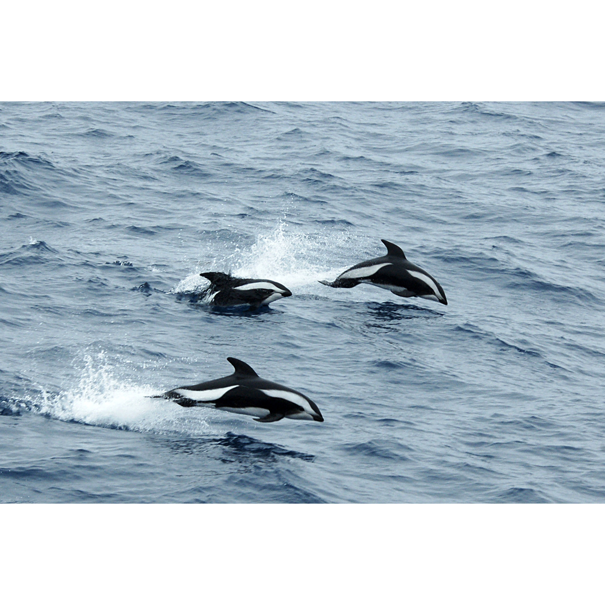 Крестовидный дельфин (Lagenorhynchus cruciger) Фото №5