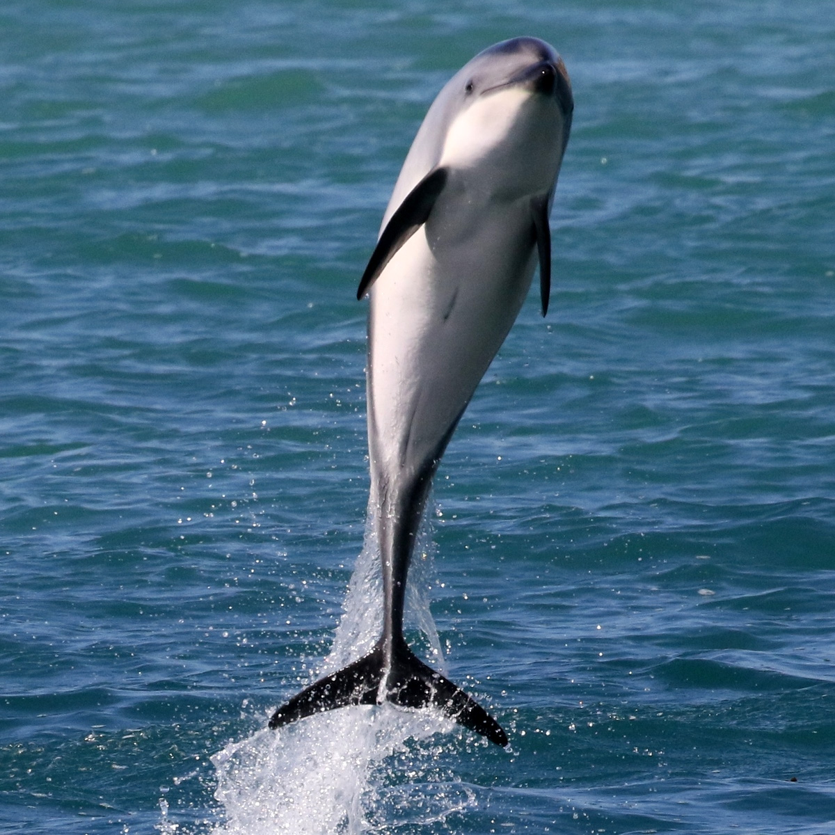 Тёмный дельфин (Lagenorhynchus obscurus) Фото №5