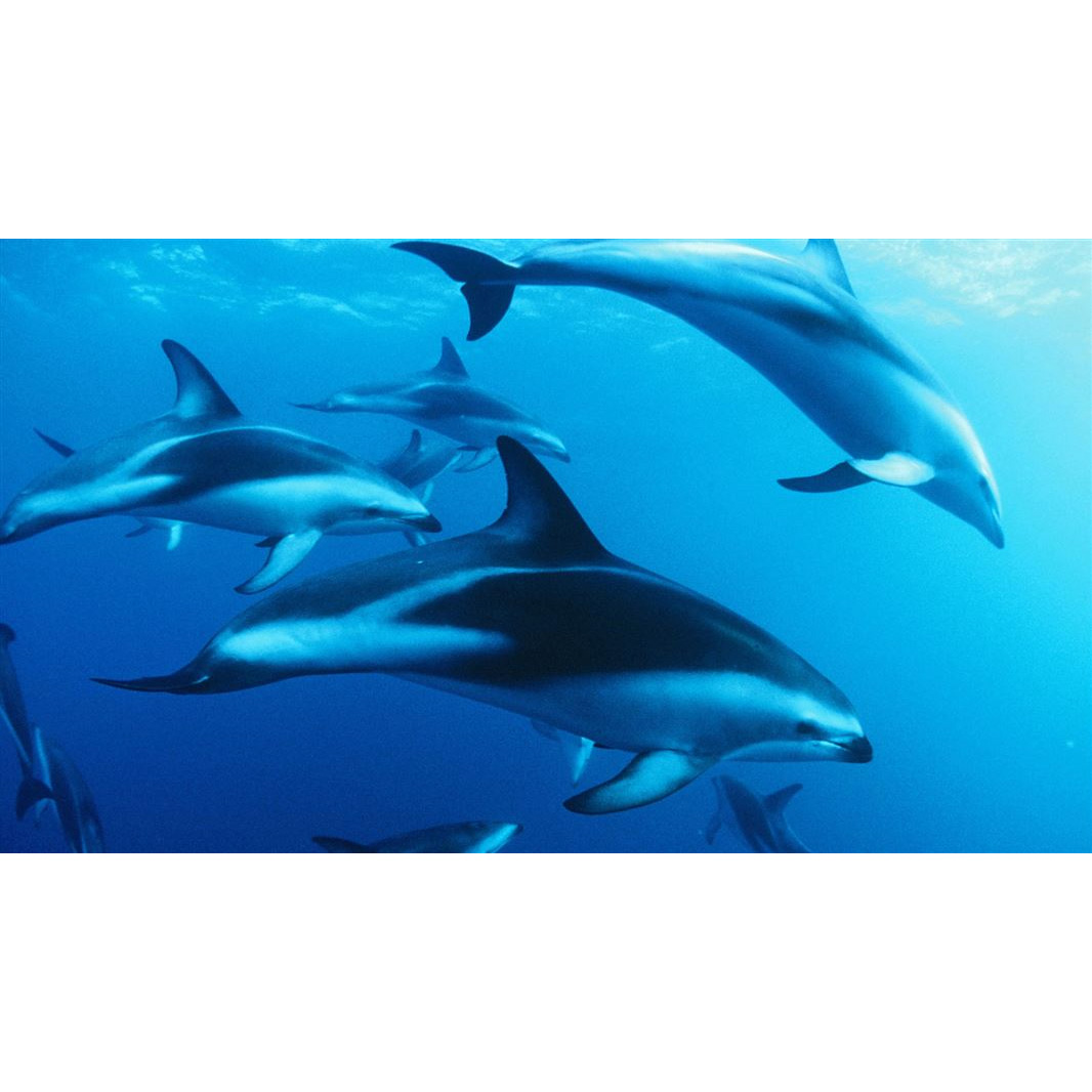 Тёмный дельфин (Lagenorhynchus obscurus) Фото №8
