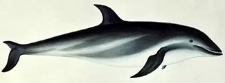 Lagenorhynchus obscurus obscurus