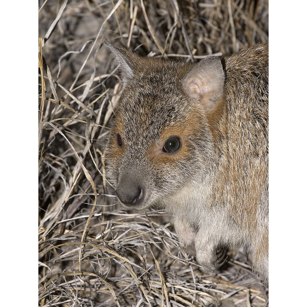 Очковый кенгуру (Lagorchestes conspicillatus) Фото №10