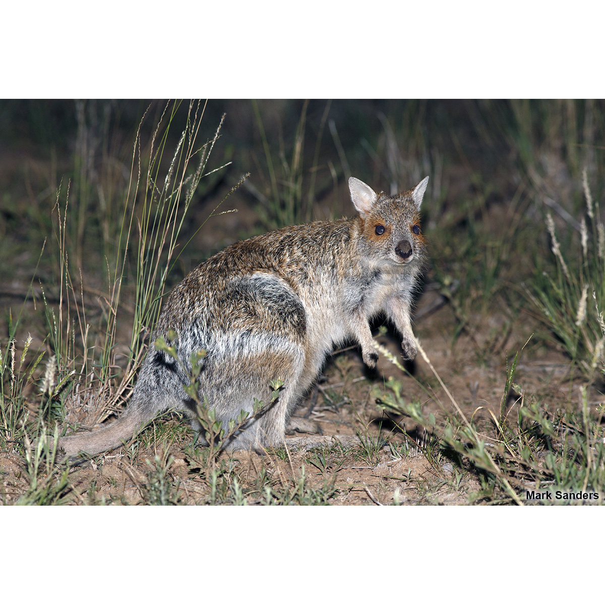 Очковый кенгуру (Lagorchestes conspicillatus) Фото №3