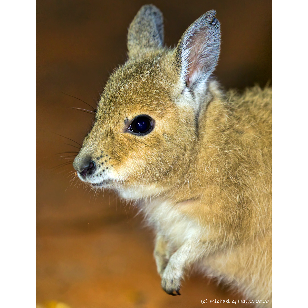 Косматый кенгуру (Lagorchestes hirsutus) Фото №10