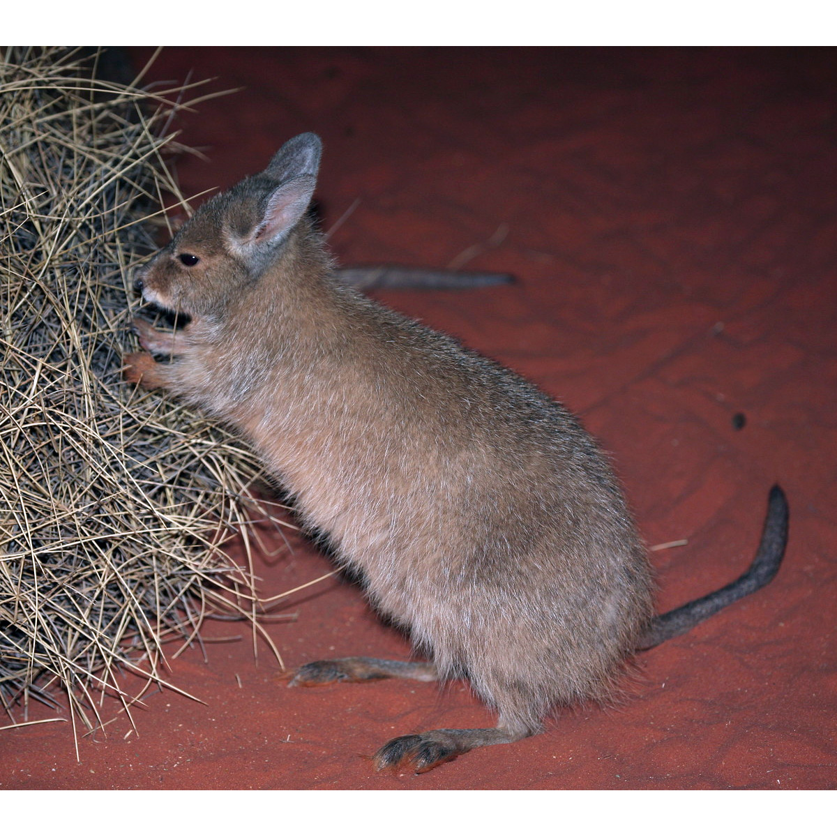 Косматый кенгуру (Lagorchestes hirsutus) Фото №2