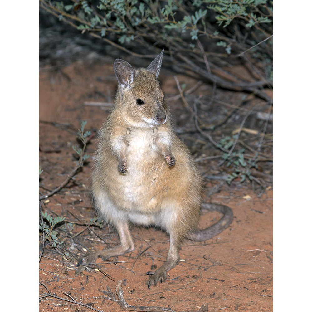 Косматый кенгуру (Lagorchestes hirsutus) Фото №5