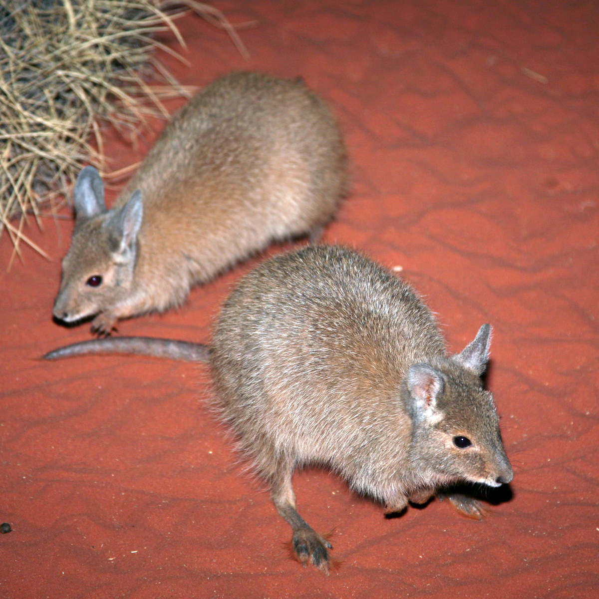 Косматый кенгуру (Lagorchestes hirsutus) Фото №7