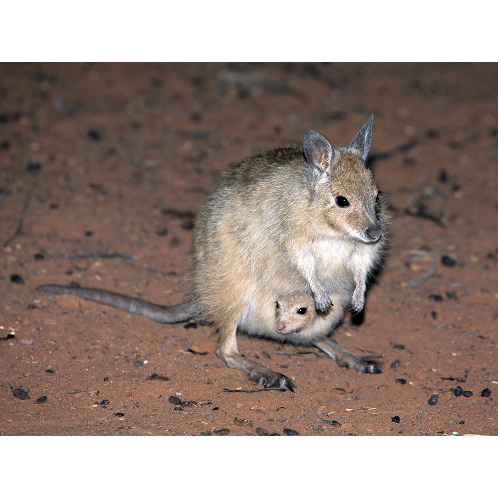 Косматый кенгуру (Lagorchestes hirsutus) Фото №8