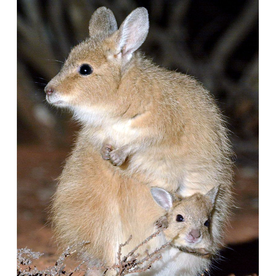 Косматый кенгуру (Lagorchestes hirsutus) Фото №9