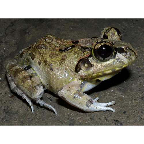  Род Laliostoma  фото