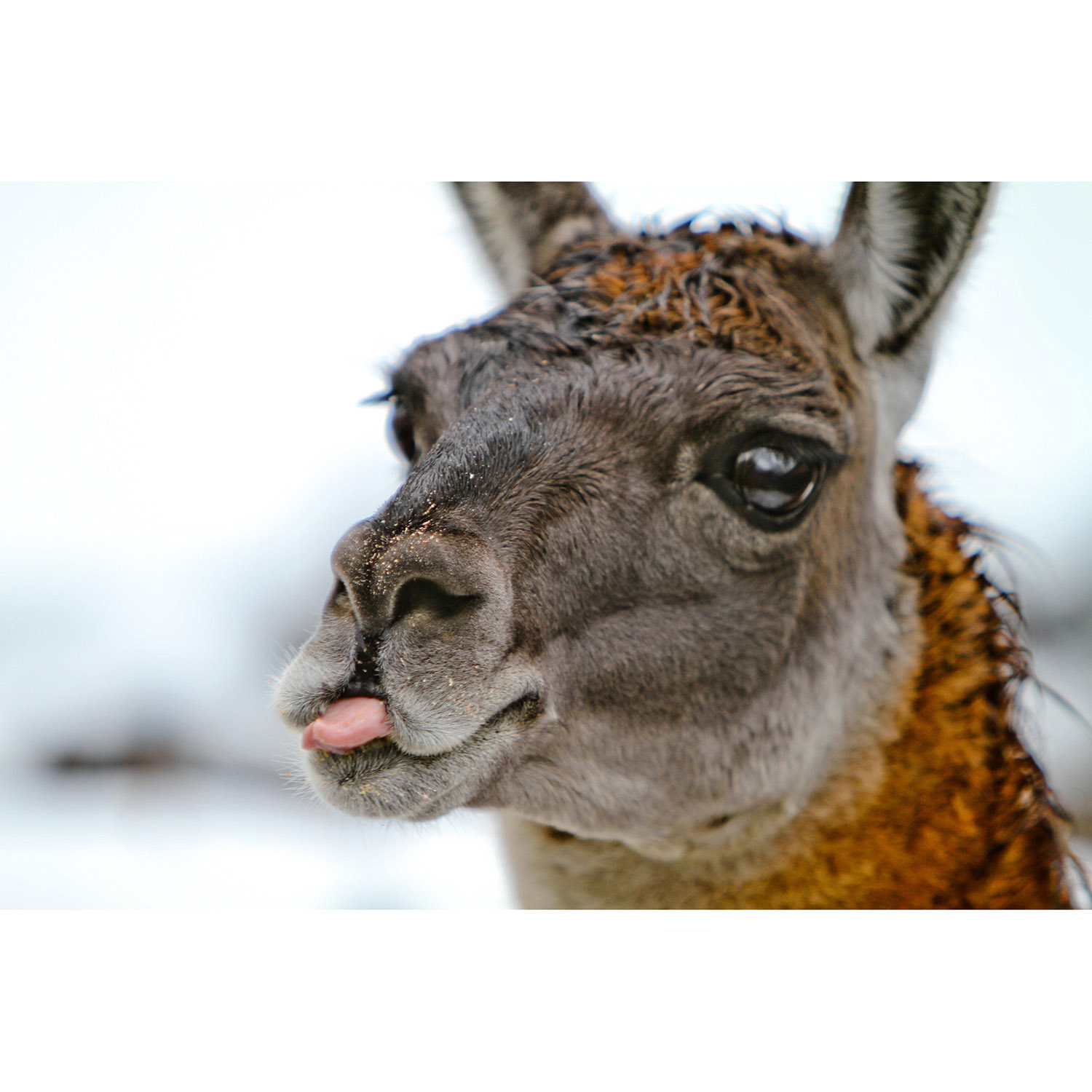 Lama glama Фото №10