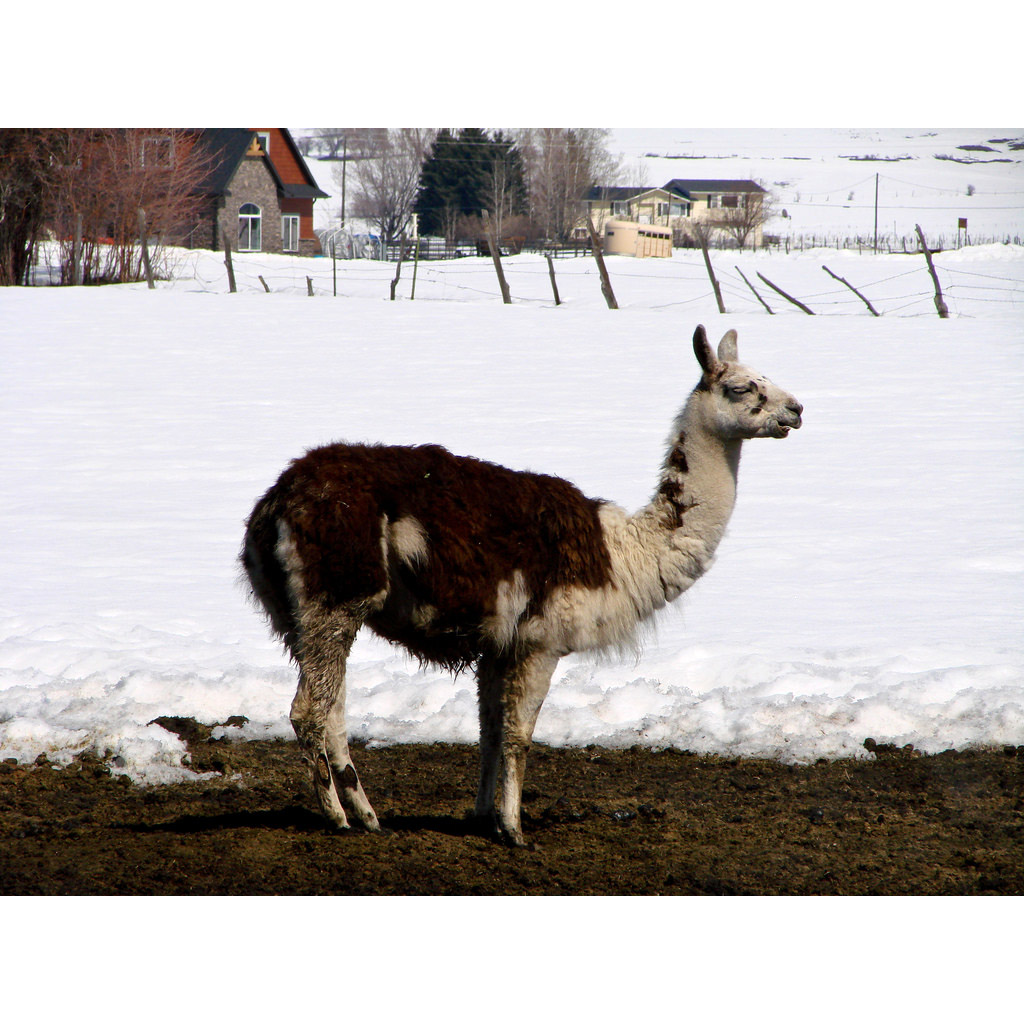 Lama glama Фото №2