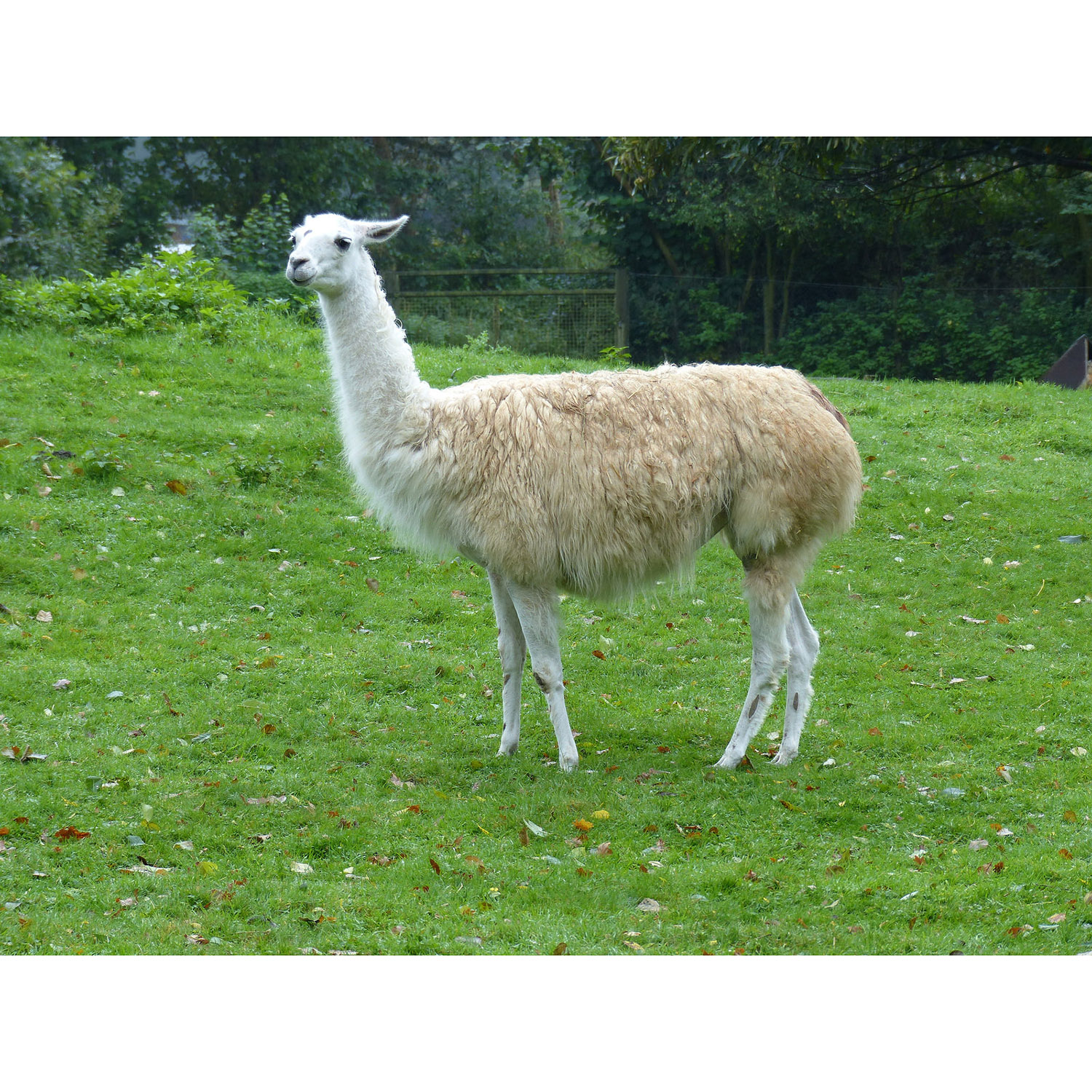 Lama glama Фото №3