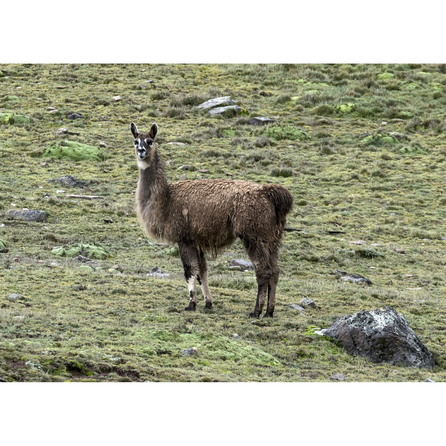 Lama glama Фото №4