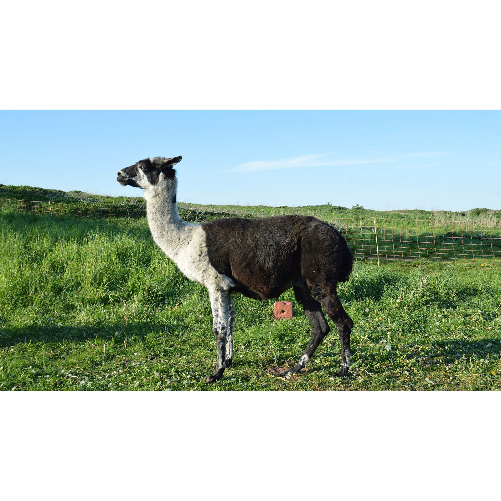 Lama glama Фото №5