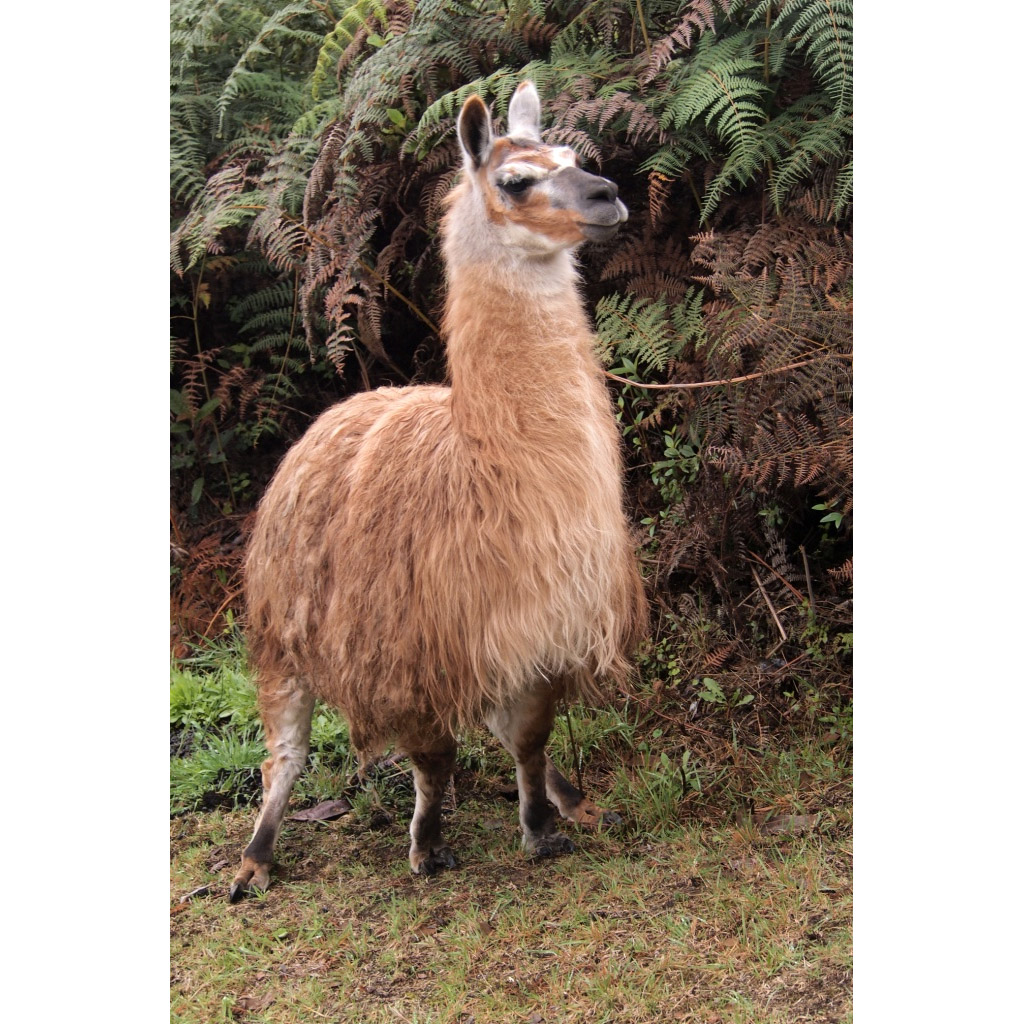 Lama glama Фото №6