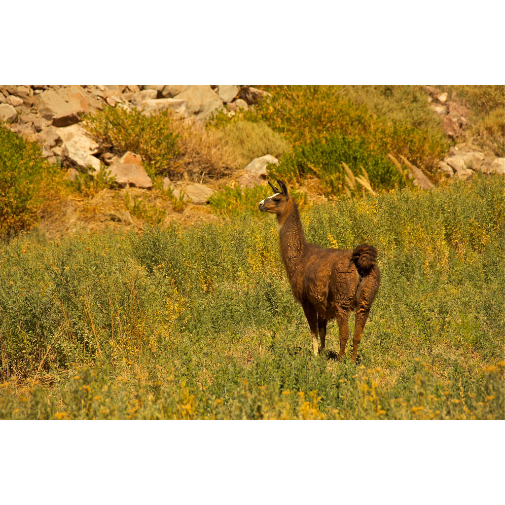 Lama glama Фото №7
