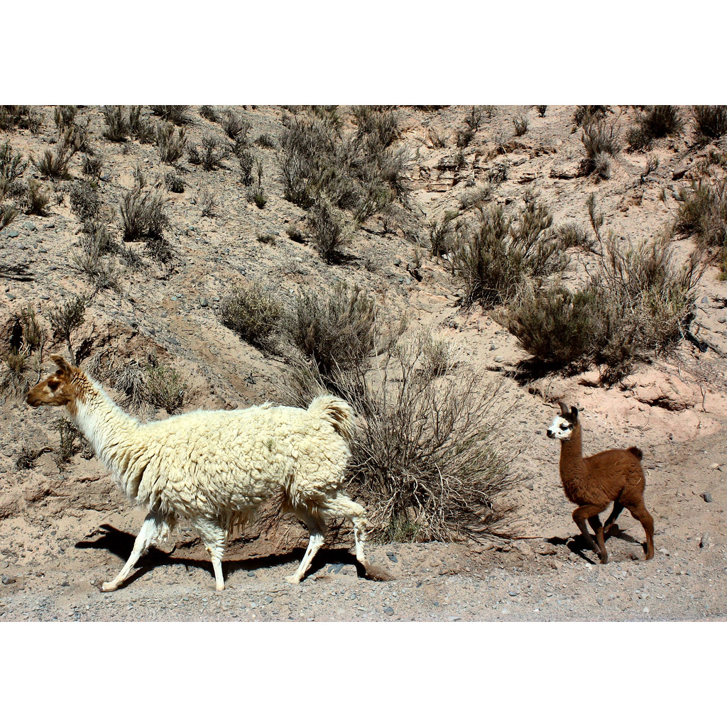 Lama glama Фото №8