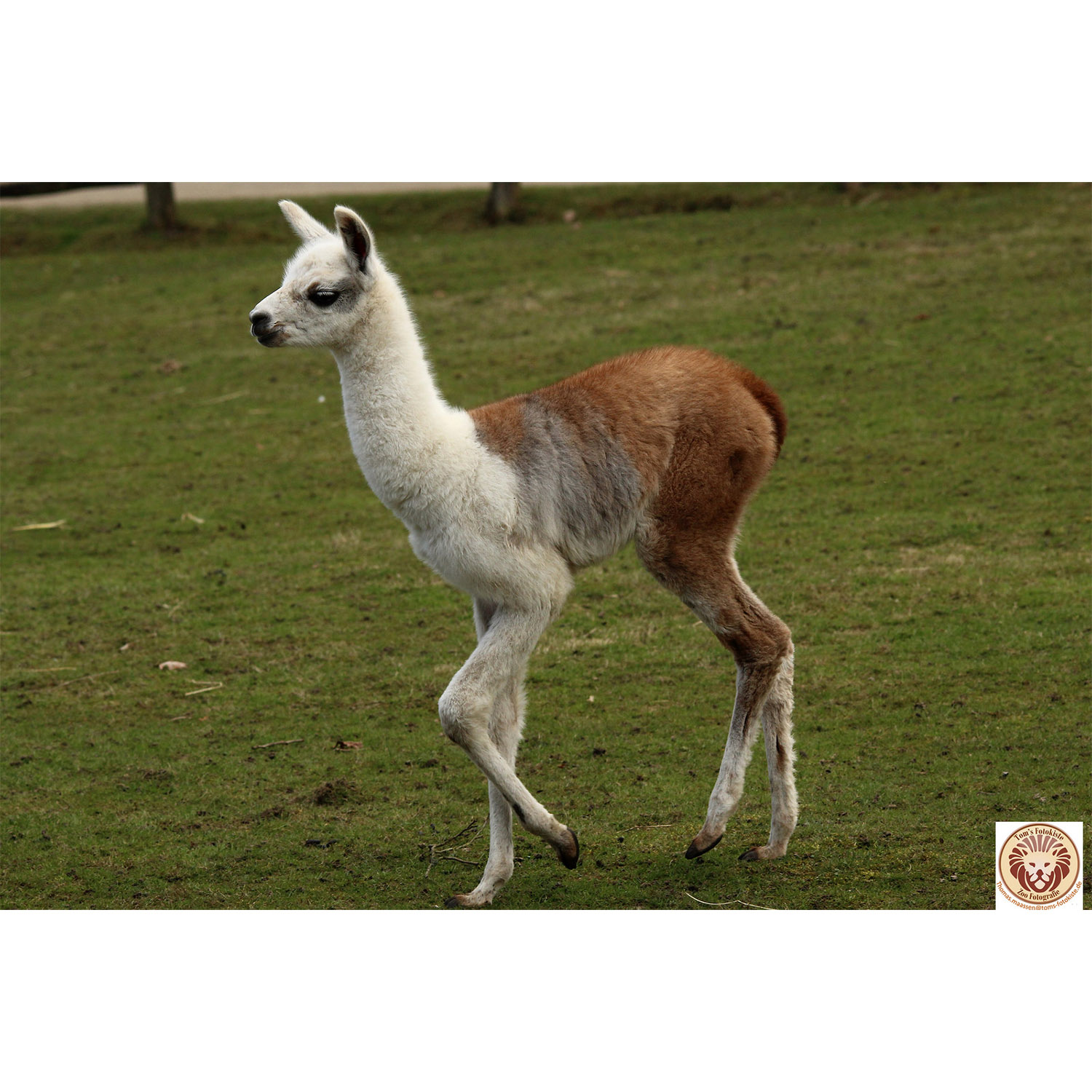 Lama glama Фото №9
