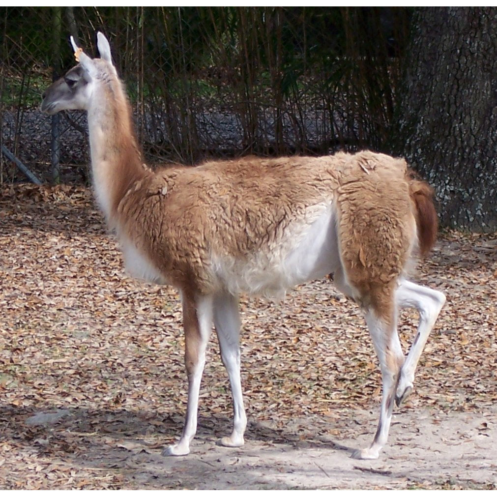 Lama guanicoe Фото №2