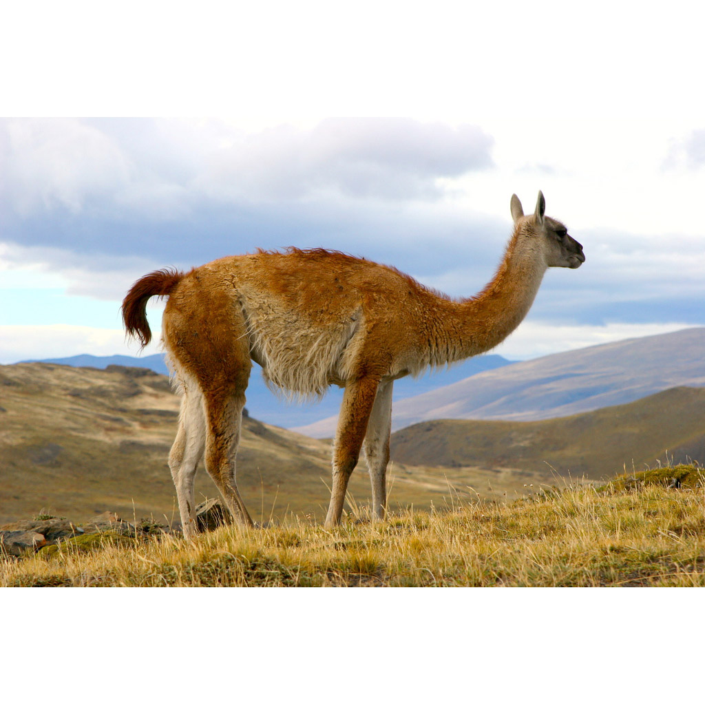 Lama guanicoe Фото №3