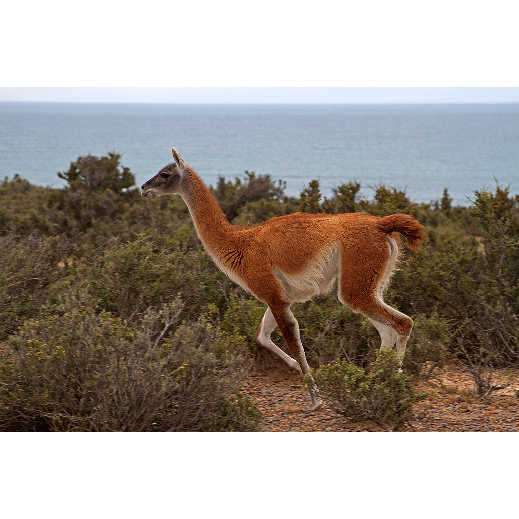 Lama guanicoe Фото №4