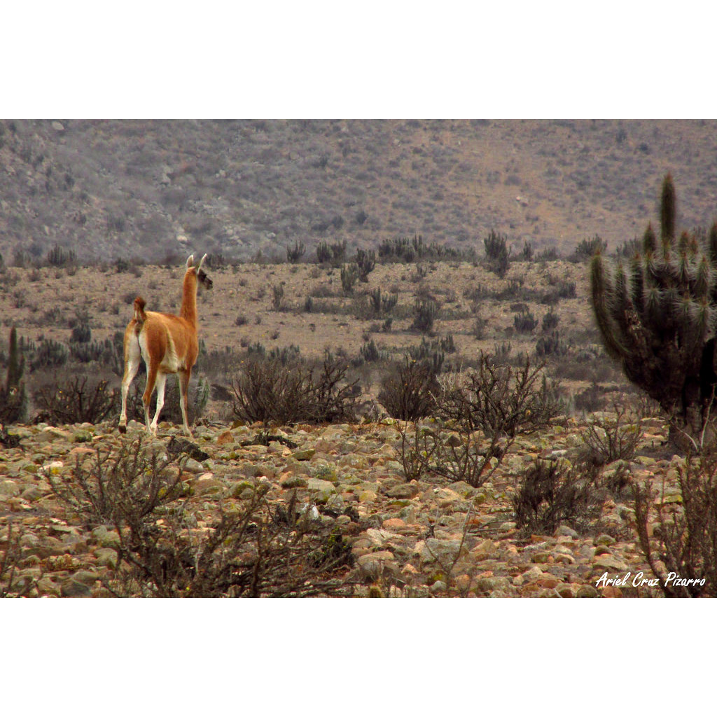 Lama guanicoe Фото №6
