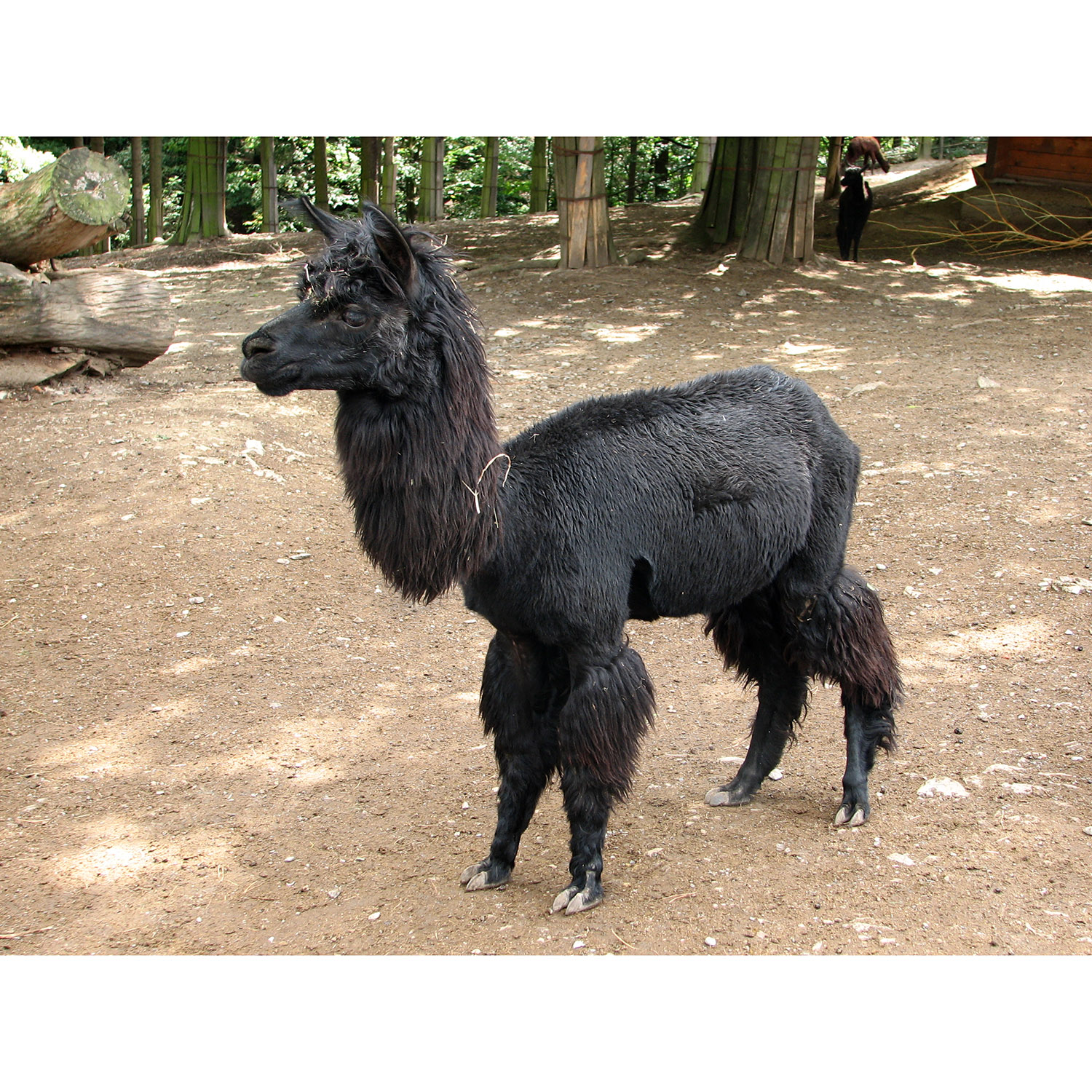 Lama pacos Фото №4