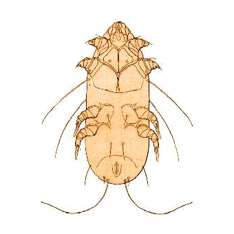 Семейство Laminosioptidae фото
