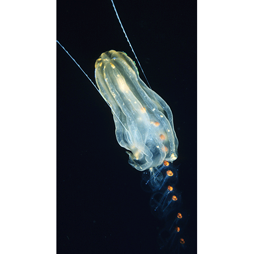Семейство Lampeidae  фото