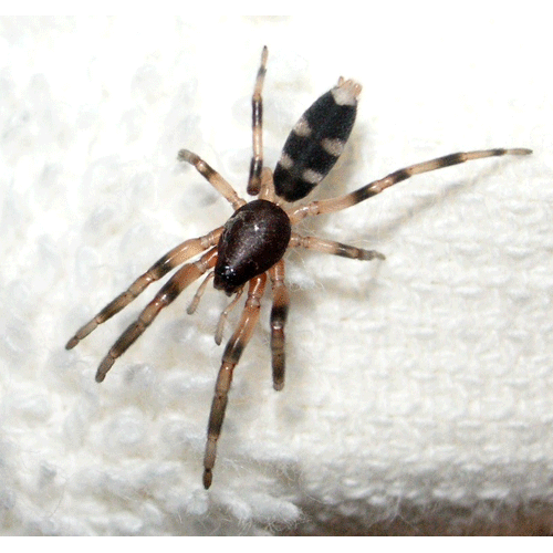 Семейство Lamponidae фото