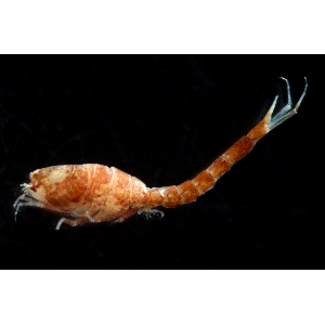 Семейство Lampropidae фото