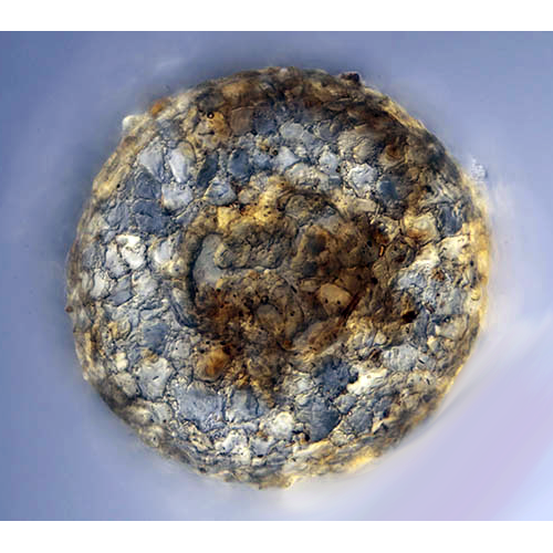 Семейство Lamtopyxidae фото