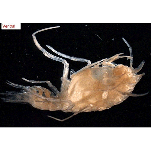 Семейство Lanceoloidea фото