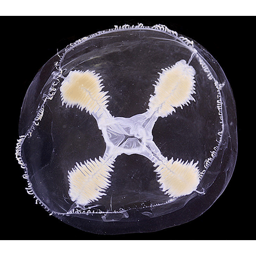 Семейство Laodiceidae  фото