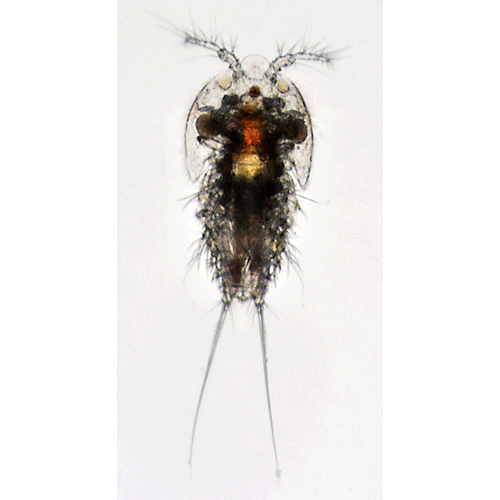 Семейство Laophontidae фото