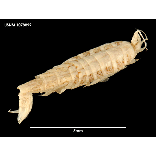 Семейство Laphystiopsidae фото