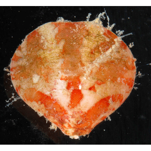 Семейство Laqueoidea фото